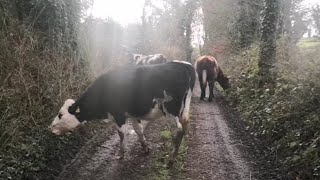 Weaning calves out wintering cattle the regenerative farming way [upl. by Einafpets921]