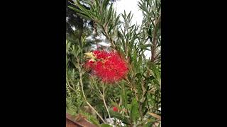 Callistemon specious बॉटल ब्रश [upl. by Adekam]