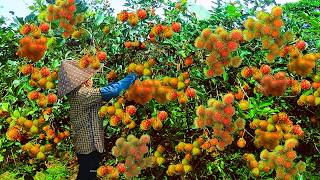 Ripe Red Rambutans are Picked by Hand by Farmers Right in the Garden [upl. by Swann]