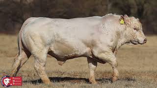 Charolais bull on auction [upl. by Falo]