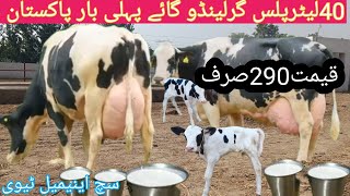 03466152628 girlando cow  Australia cow  cholistani cow  jersey cow  such animal tv [upl. by Alil]