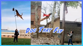 Belgian Malinois  Dog That Fly  Amazing Jump [upl. by Anaehr]