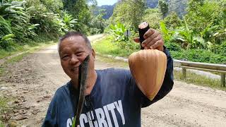 Foraging for Gigantic Borneo Banana Musa borneensis Flowers with Murut and Iban Hunters [upl. by Halie]