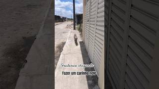 ELE É MUITO DÓCIL FOFO 😍 shorts videoshorts viralvideos cachorro cao [upl. by Ranit]