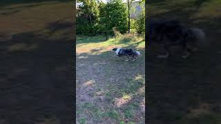 Sheepdog training with Blue  Blue Merle Border Collie Short [upl. by Oloap331]