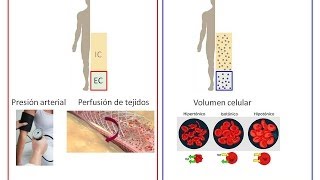 Clase Virtual sobre Regulación del Volumen Circulante Efectivo [upl. by Lucienne]