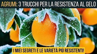 MIGLIORA LA RESISTENZA AL FREDDO DEGLI AGRUMI â„ï¸ 3 cose Importantissime ðŸŠðŸ‹ [upl. by Phillip]