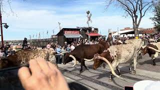 A must see tradition of Cowboys doing the Longhorn Cattle drive at Stockyards in ForthWorth Texas [upl. by Gnanmos]