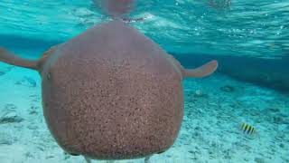 aventura extrema snorkel con tiburones san Andrés isla [upl. by Menell575]