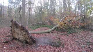 Puyenbroeck in Autumn [upl. by Curson]