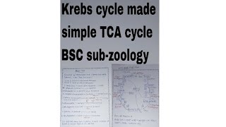 Krebs cycle made simple TCA cycle carbohydrate metabolism bsc sub  zoologymost important video [upl. by Dacia]