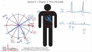 Frontal or Limb Leads 52  ECG  EKG Interpretation  BASIC [upl. by Htes300]