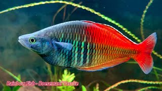 Rainbow Fish  Boesemani Yasuke  Thạc Wild Yasuke [upl. by Liman]