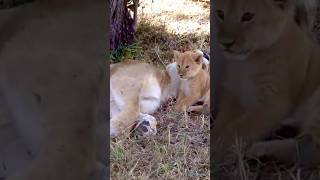 Cute Baby lion wakes up his mom Baby Lion Shorts [upl. by Germaun]