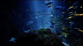 TaiwanVisum verlängern und im japanischen Aquarium entspannen [upl. by Brantley462]