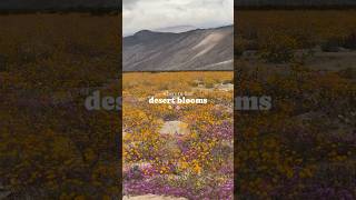 The gorgeous desert wildflowers found in 📍Borrego Springs in the Anza Borrego State Park [upl. by Eerol]