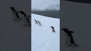 Antarctic Penguins Walking [upl. by Mala]