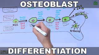 Osteoblast and its Differentiation [upl. by Rozamond431]