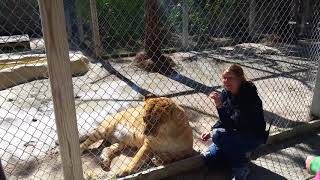 Liger in West Palm Beach Florida 33412 wwwMcCarthysWildlifecom Private Tours By Brent Nunez [upl. by Ineslta]