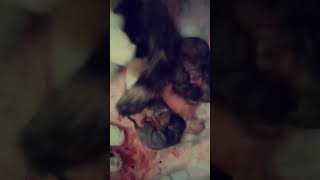 Our cat is giving birth kittens she looks so tired😟shortvideos viralvideos respectanimals [upl. by Tnerb627]