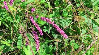 残暑続く・・・ ⑥イヌタデ！ Polygonum gracilis [upl. by Doowle504]