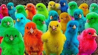 Catch Cute Chickens Colorful Chickens Rainbow Chickens Rabbits Ducks Cute Animals 74 🐤🐱 [upl. by Rolph600]