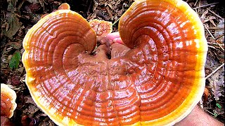 Ganoderma lucidum  HRASTOVA SJAJNICA [upl. by Adnohser319]