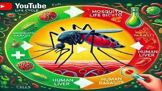 The Unbelievable Life Cycle of the Malaria Parasite [upl. by Fredelia570]