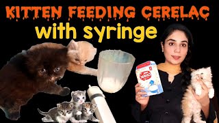 kitten feeding Cerelac with syringes  How To Start Feeding Cerelac  How to make Cerelac for kitten [upl. by Richer]