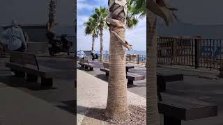 Konyaalti beach Antalya shorts viralvideo trending tourism food konyaaltı HUPintu155 [upl. by Arok]