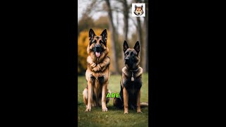 German Shepherd VS Belgian Malinois A Battle of Traits [upl. by Ameen]