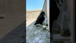 Crow throwing stone in bottle to drink water nature birds amazingfacts newvideo youtubeshorts [upl. by Laersi]