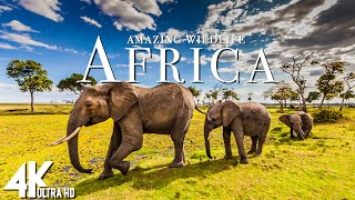 Amazing Wildlife Of Africa in 4k  Scenic Relaxation Film With Calming Music  4K Video Ultra HD [upl. by Shellie]