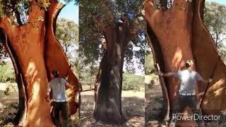 ÁRBOL DE CORCHO PARA BOTELLAS DE CORCHO DE VINO [upl. by Notxarb]