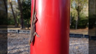 Anole lizard on the playground [upl. by Ailadi]