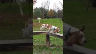 Basset hound agility training [upl. by Vidda887]