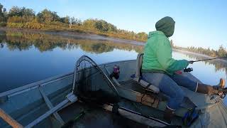 Chehalis river salmon fishing 2024 catching salmon [upl. by Notelrahc]