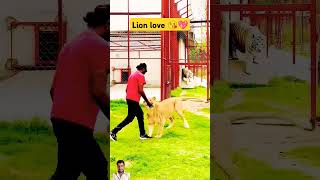 Lion amp Tiger Love bro youtube youtubeshorts shorts animals lion viralshorts funny lionlover [upl. by Lola]