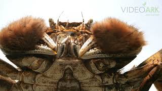 A Japanese mitten crab Eriocheir japonica at the Saitama Aquarium in HanyuCity Japan [upl. by Okramed]