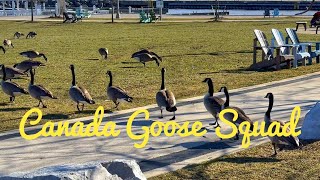 加拿大鹅在Bronte港口闲逛 Canada Goose hanging out on Bronte Harbour [upl. by Batchelor]