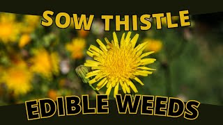 Edible Weed SOW THISTLE  A Rewarding Find Sonchus oleraceus [upl. by Zebada437]