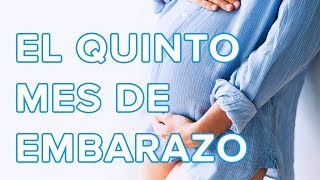 El quinto mes de embarazo  Así crece tu bebé así cambia tu cuerpo 🤰 [upl. by Marteena]