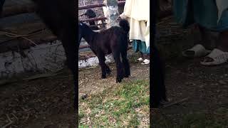 Top Quality DDP Breeder Goat bloodline goat availableforsale arabic [upl. by Tnattirb]