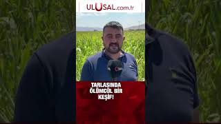 Afyonda dünyanın en zehirli örümceklerinden birisi olan ‘argiope lobata’ bulundu keşfet shorts [upl. by Azitram]