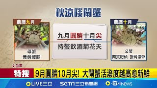 9月圓臍10月尖 大閘蟹活潑度越高愈新鮮 │記者 吳俊賢 陳逸潔 邱瑞揚 │【新聞一把抓】20241008│三立新聞台 [upl. by Naesyar]