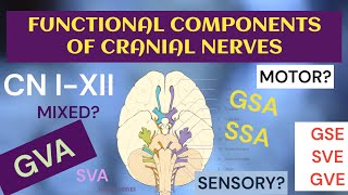 Functional Components of Cranial nerves  Motor and Sensory  Somatic and Visceral [upl. by Dickey510]