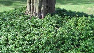 Covering tree roots with groundcover [upl. by Jaala]