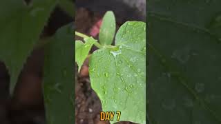 How To Germinate Sponge Gourd Seeds Fast  ​Starting Seeds or Growing Seedlings at Home shorts [upl. by Riabuz]