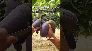 What fruit is thisshorts agriculture modernfarmer youtbeshorts noamanreaction cropmanagement [upl. by Ardnaeed]