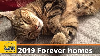 Forever homes found in 2019 🏡🐱  Cats Protection [upl. by Arammat]